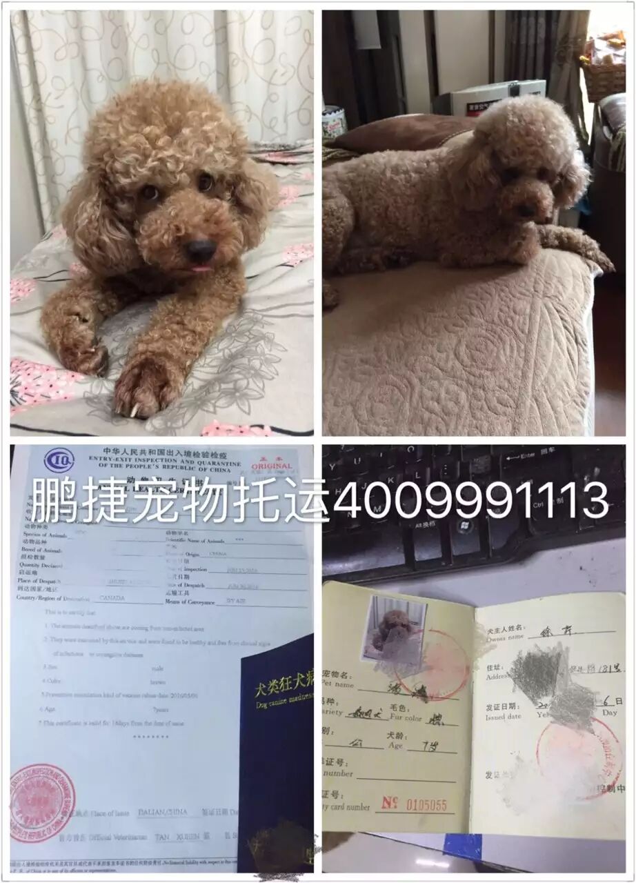 贵宾犬随主人移民加拿大--快猫免费观看在线WWW宠物托运